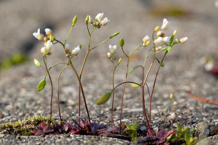 Erophila verna