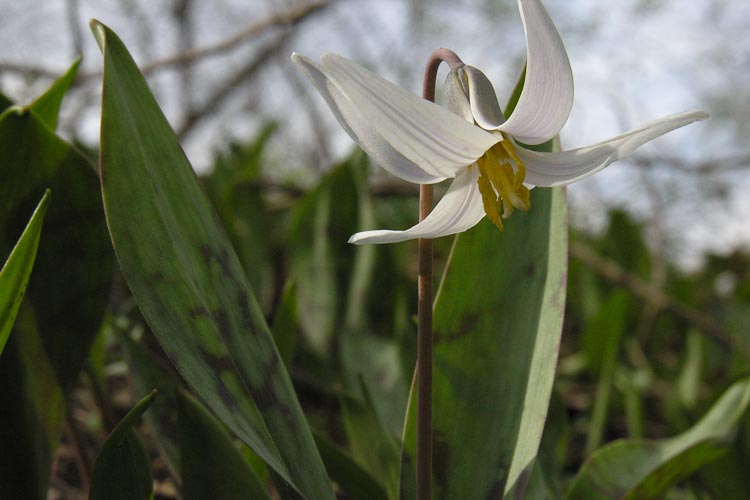 Erythronium albidum plant