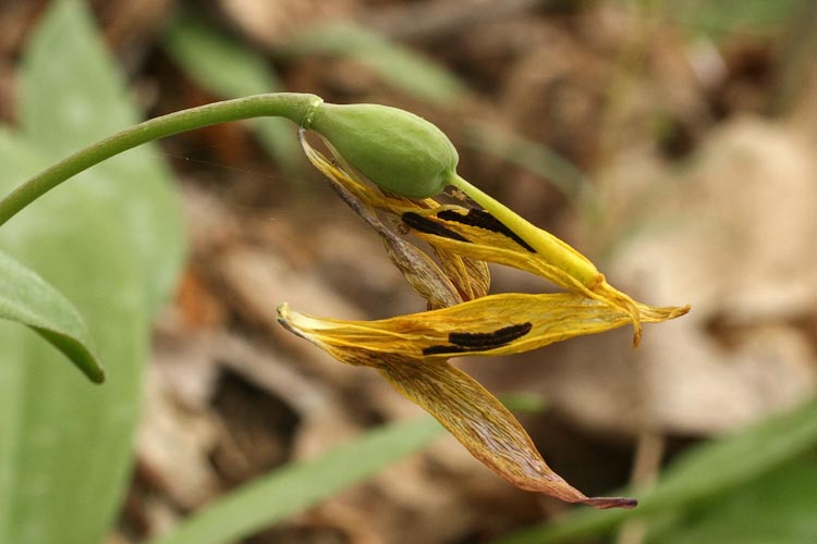 Erythronium americanum fruit