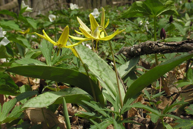 Erythronium americanum plant