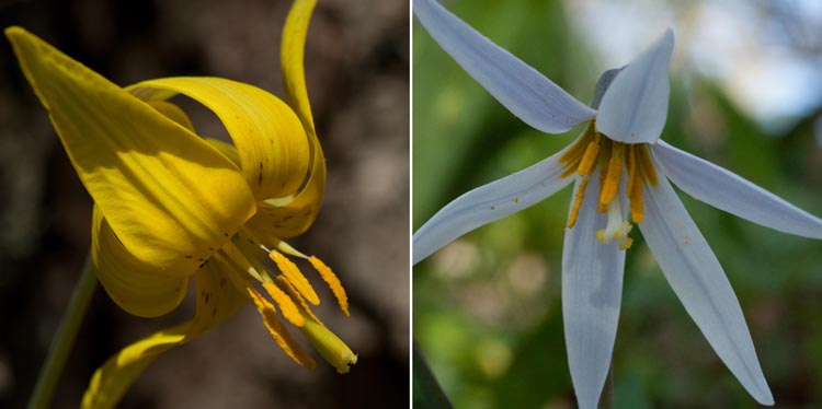 Erythronium flowers styles