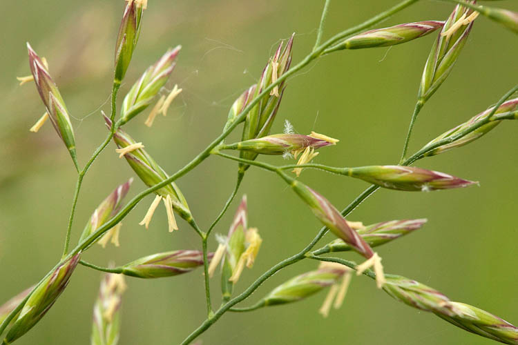 Festuca elatior