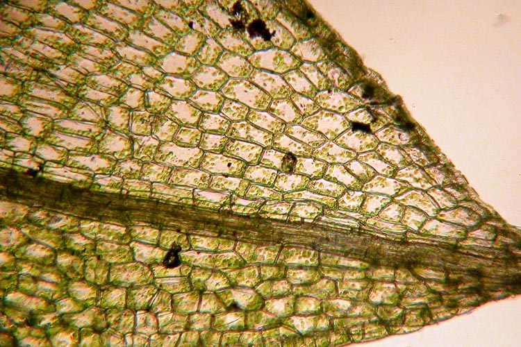 Funaria hygrometrica cells