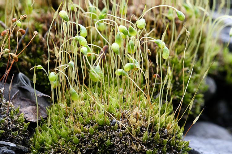 Funaria hygrometrica