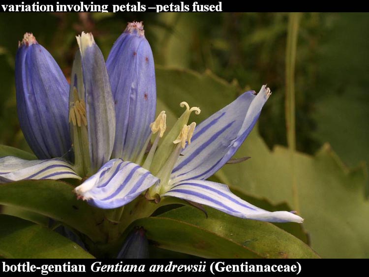 Gentiana andrewsii