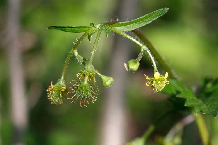 Geum vernum