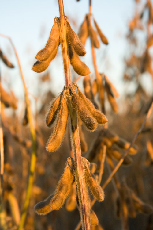 Glycine max fruiting