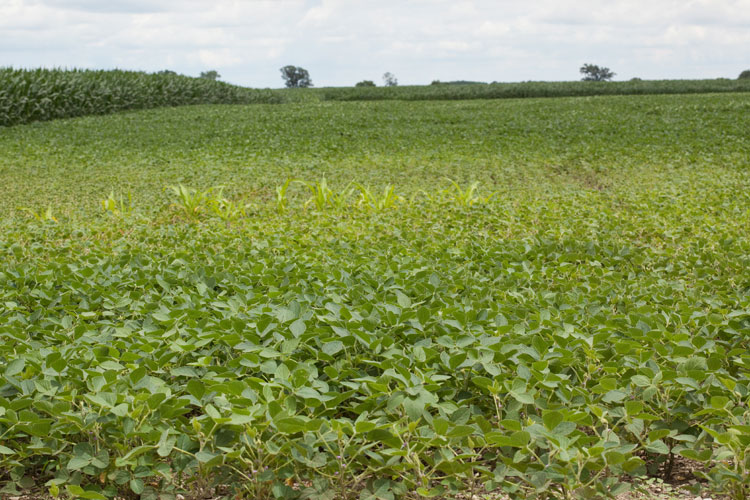 Glycine max habitat