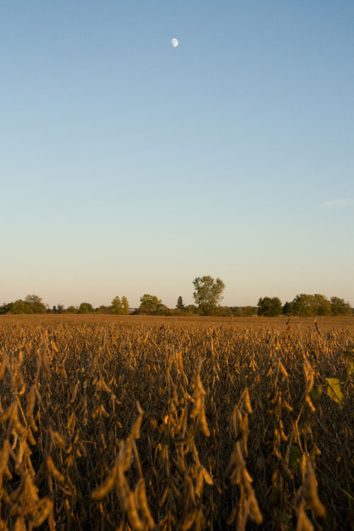 Glycine max soybeans