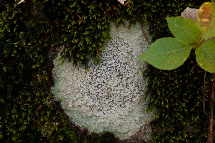 Hedwigia ciliata on boulder