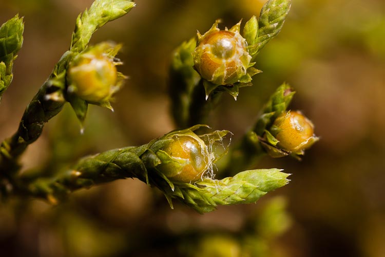 Hedwigia ciliata capsules