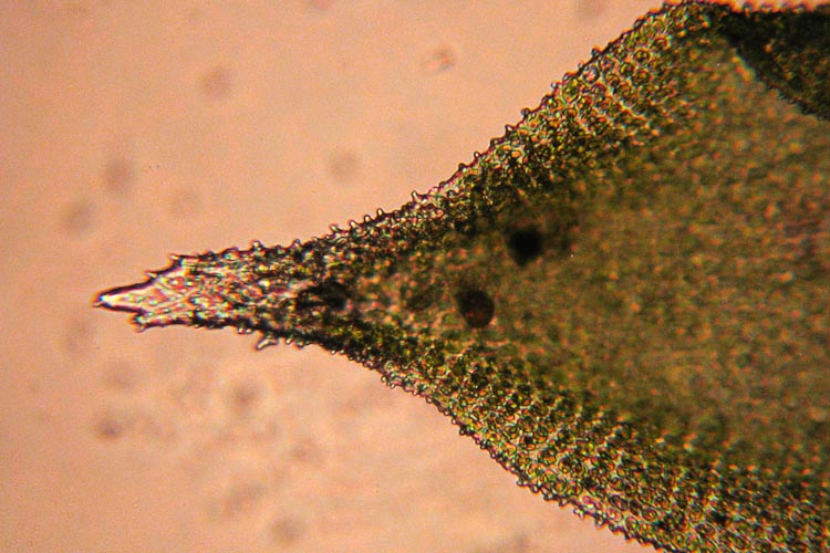 Hedwigia ciliata leaf tip