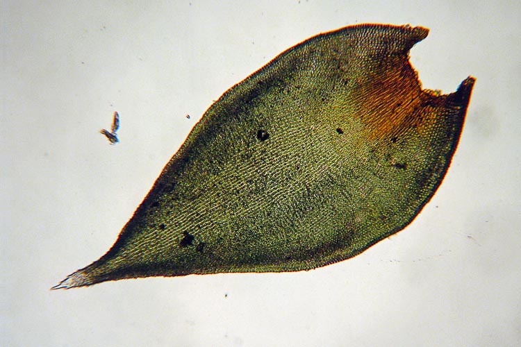 Hedwigia ciliata leaf