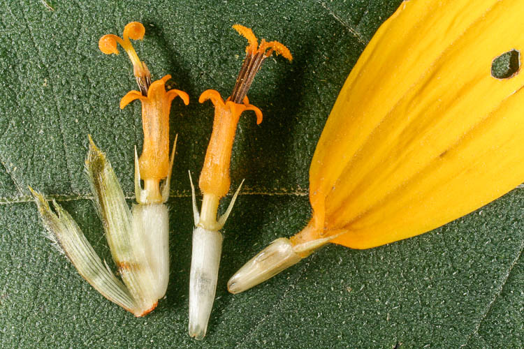 Helianthus flowers