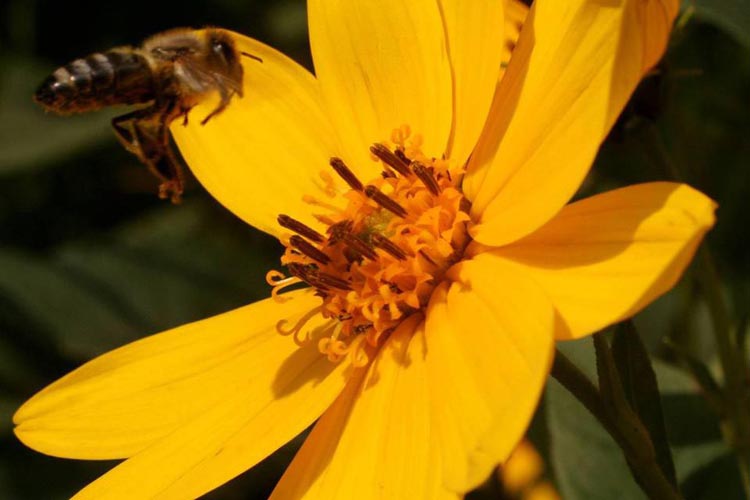 Helianthus tuberosus