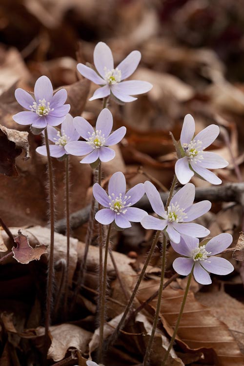 Hepatica acutiloba flowers