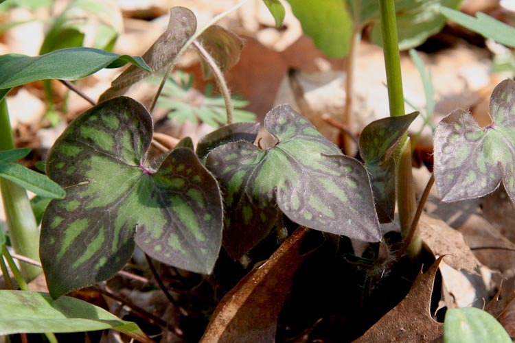 Hepatica acutiloba leaves