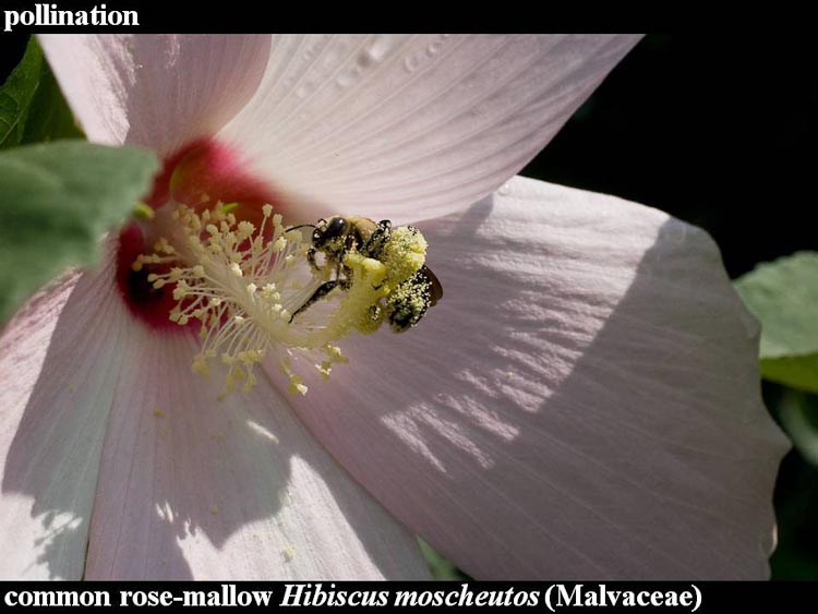 Hibiscus moscheutos with Ptilothrix bombiformis