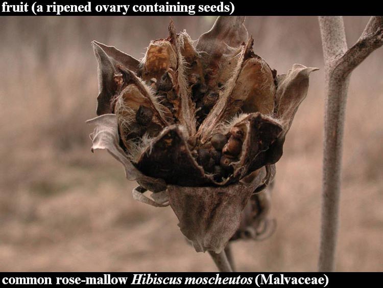 Hibiscus moscheutos fruit