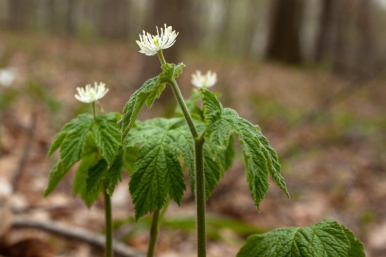 Hydrastis canadensis