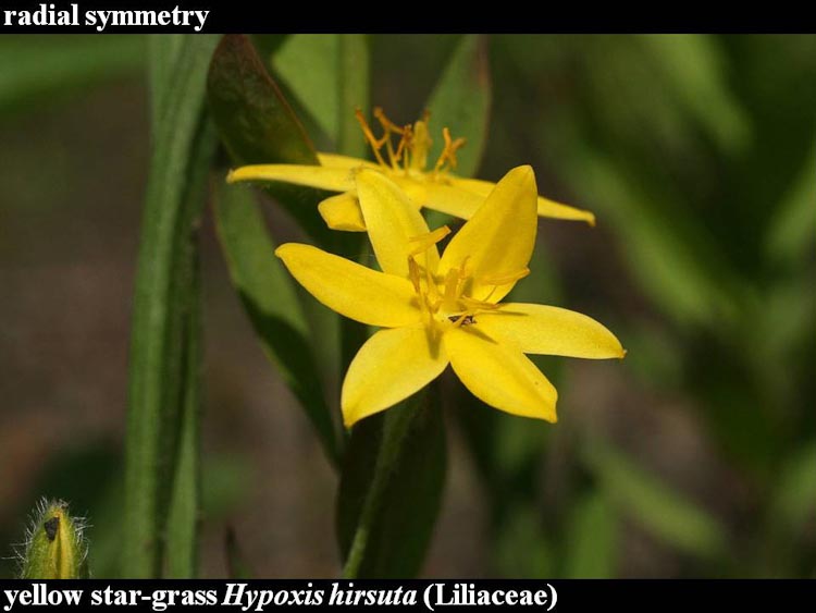 Hypoxis hirsuta