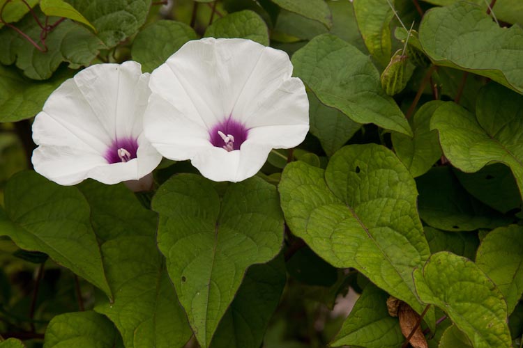 flowers with joined petals