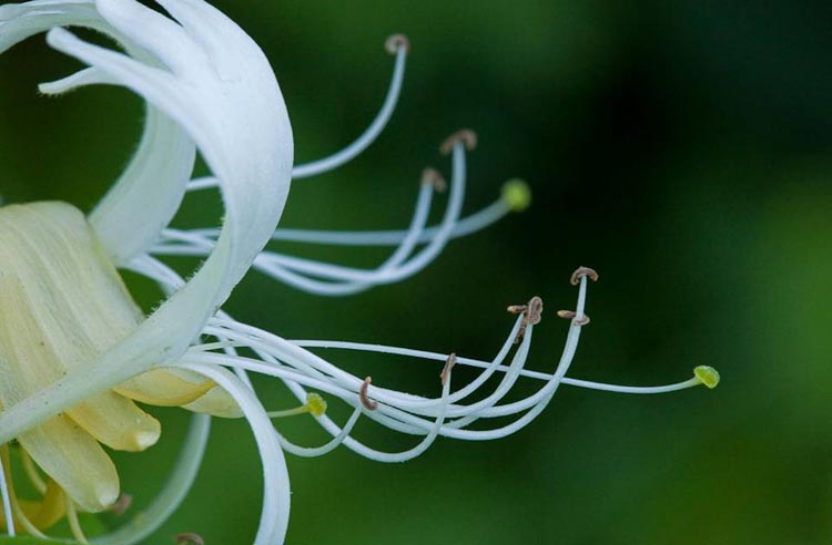 Japanese honeysuckle flower