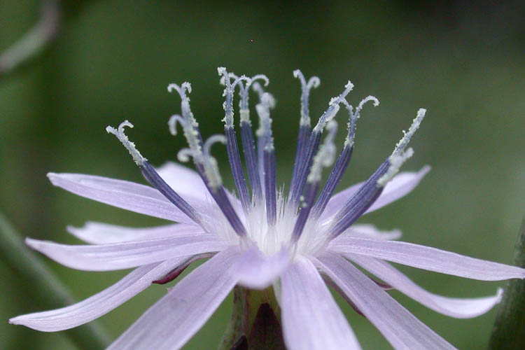 Lactuca canadensis pollen