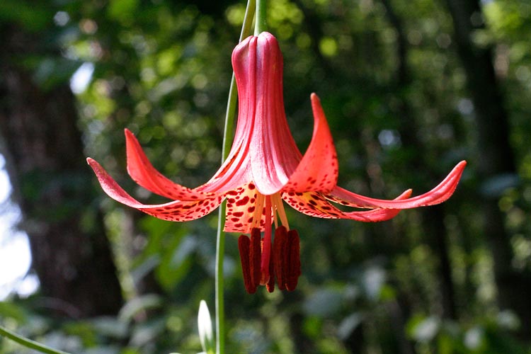 Lilium canadense