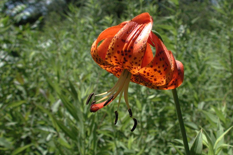 Lilium michiganense flower