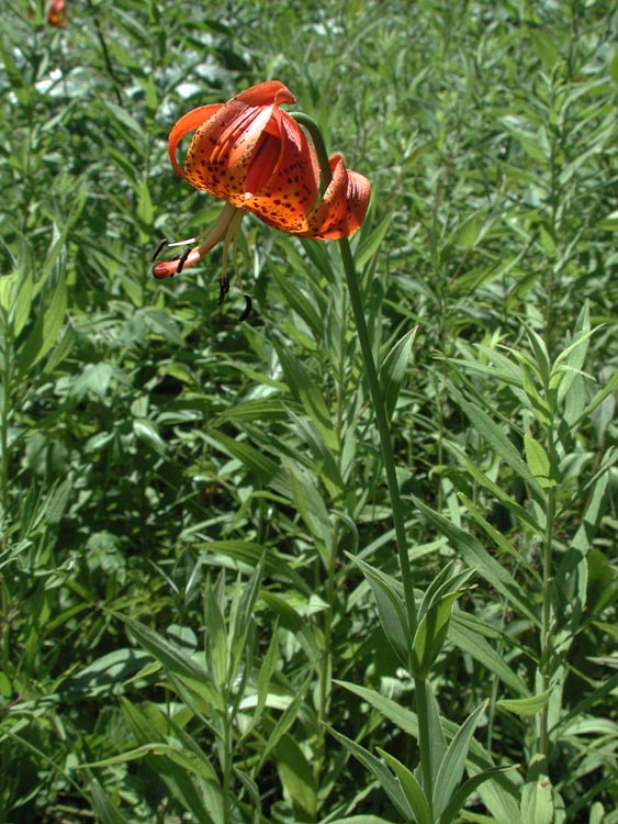 Lilium michiganense portrait