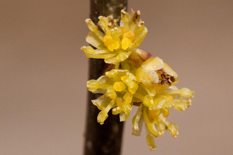 Lindera benzoin