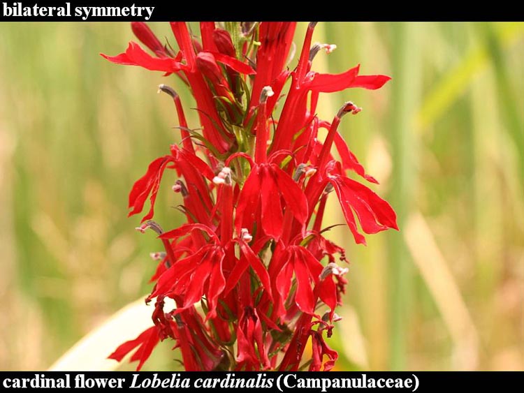 Lobelia cardinalis