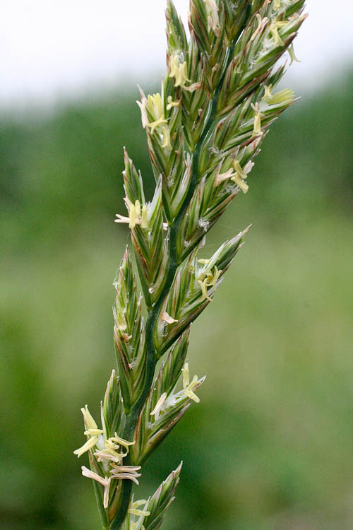 Lolium perenne