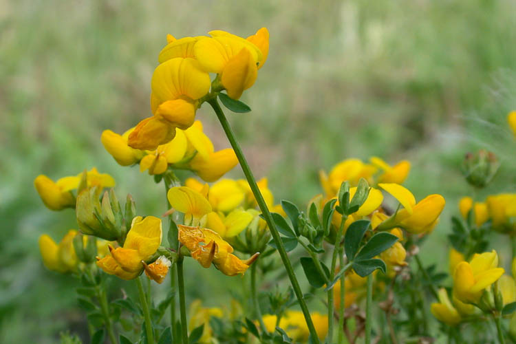 Lotus corniculatus