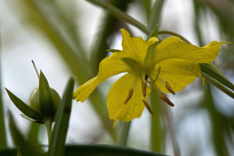 Lysimachia quadriflora