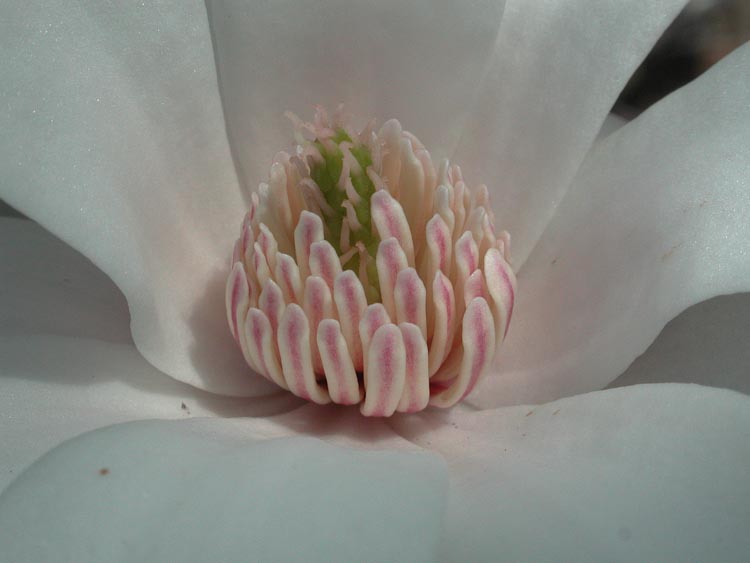 Magnolia