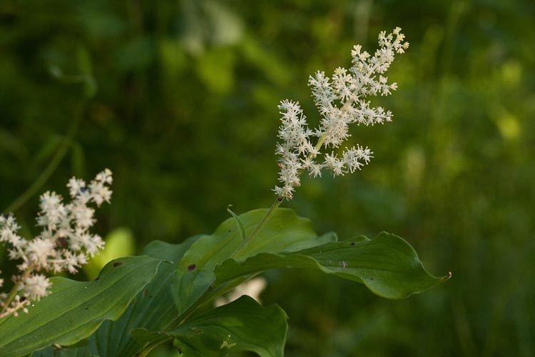 Maianthemum racemosum