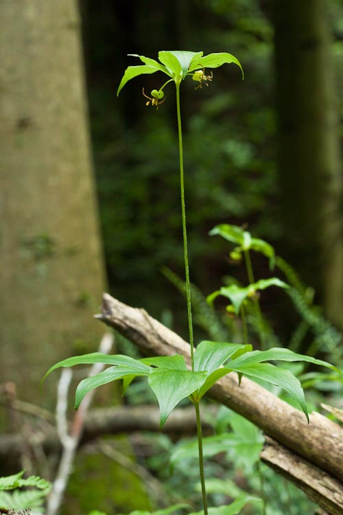 Medeola virginica