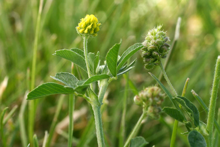 Medicago lupulina