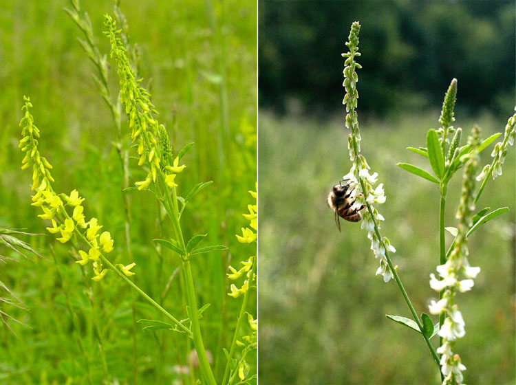 Melilotus officinalis and alba