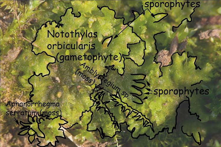 Notothylas orbicularis