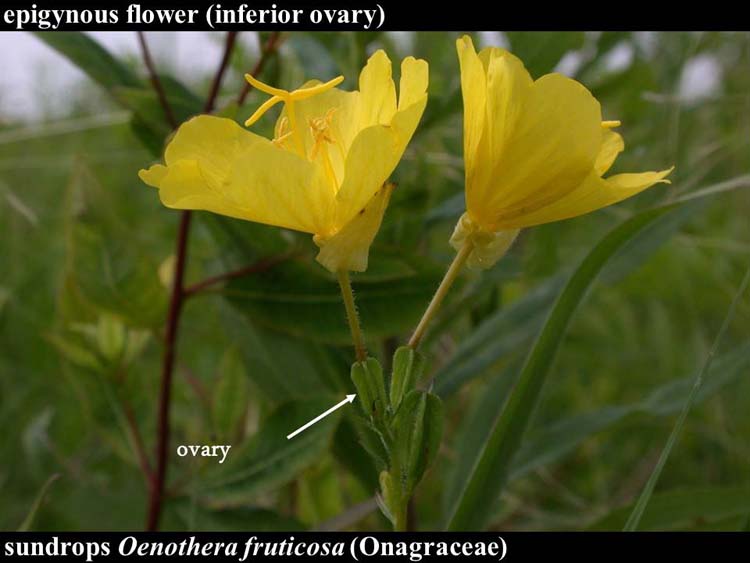 Oenothera fruticosa