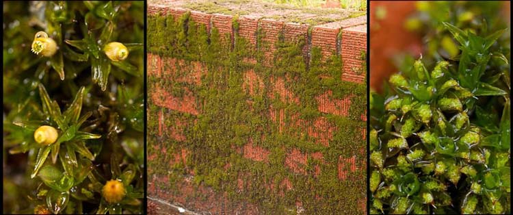 Orthotrichum Syntrichia wall