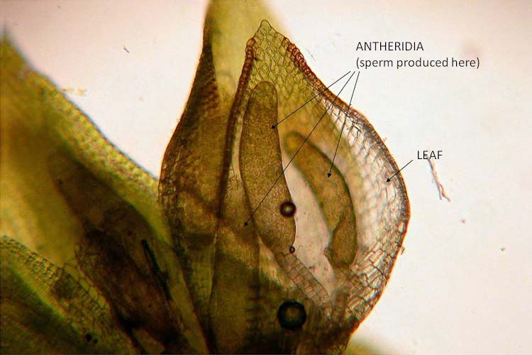 Orthotrichum pumillum antheridia