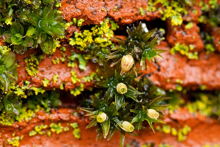 Orthotrichum pumilum capsules