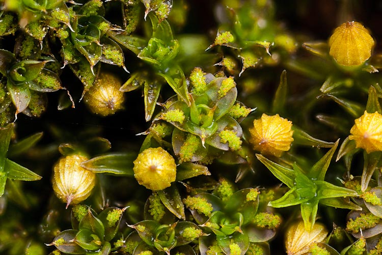 Orthotrichum pumilum