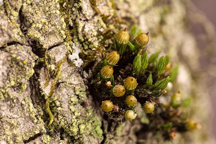 Orthotrichum stellatum