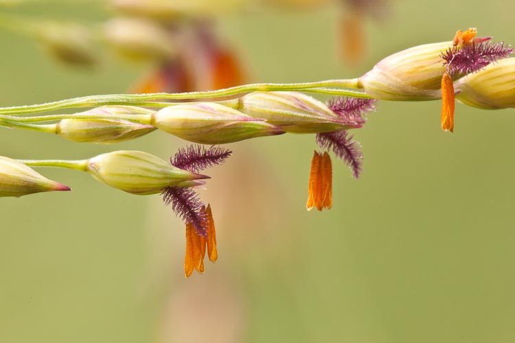 Panicum virgatum flowers