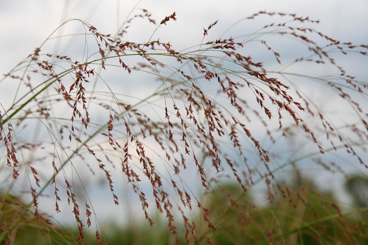 Panicum virgatum